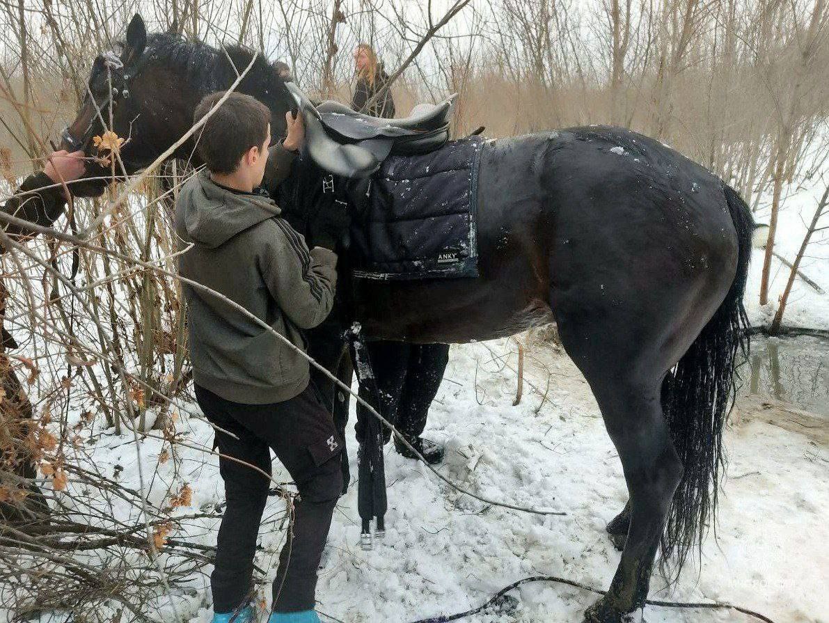 В Челябинске спасли провалившуюся под лед лошадь  Животное выгуливала жительница садового товарищества «Спутник». Тонкий лед болота не выдержал веса лошади.  Сотрудники МЧС России вместе с местными жителями вытащили скакуна из западни. Лошадь не пострадала.