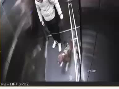 Полиция начала проверку после жестокого обращения с собакой в Одинцово и Красноярске