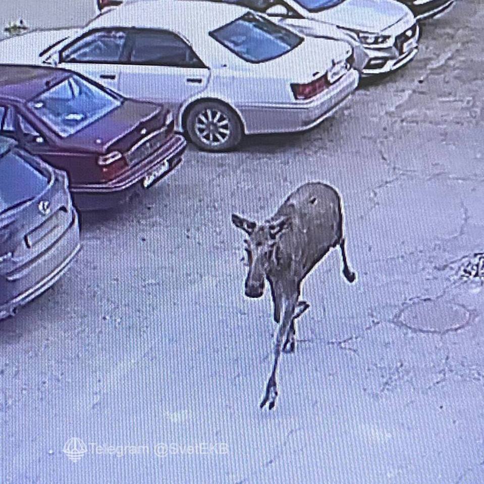 Лось разбился, упав с моста в Екатеринбурге Госавтоинспекция Свердловской области опровергла версию о ДТП — проверка, проведённая с использованием записей уличных камер видеонаблюдения, показала, что лось погиб, упав с моста. Новости Екб тут