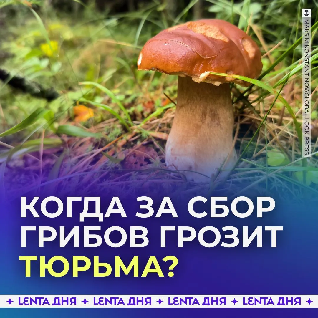 За сбор грибов можно оказаться в тюрьме В Роскачестве напомнили что при сборе грибов есть немало ограничений Например нельзя так просто взять и пойти по грибы в заповедники нацпарки заказники и другие зоны с особым режимом охраны За это положен штраф до 4000 рублей А за сбор краснокнижных грибов предусмотрен штраф от 2500 до 5000 рублей Причём если будет доказано что грибник знал что берёт то наступает уголовная ответственность с лишением свободы до 4 лет и штрафом до миллиона рублей При этом обычные грибы запрещено собирать даже в разрешённых местах земли лесного фонда если в регионе действует режим ЧС или противопожарный режим При нарушении штраф составит до 50 тысяч рублей Подпишись на Ленту дня в МАКС Участвуй в розыгрыше