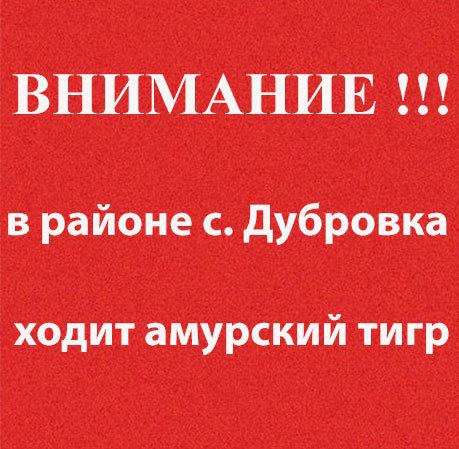 В Белогорском районе заметили тигра  Хищник был замечен по направлению от с. Возжаевка до с. Дубровка в лесополосе. Охотоведы Амурской области оповещены и уже работают на территории, где прошел тигр.   В настоящее время работу охотоведам затрудняет снегопад. Оперативная группа останется на данном участке до полного урегулирования ситуации. Если сообщение подтвердится, инспекторы предпримут меры по сопровождению тигра подальше от населенных пунктов.   Как уточнили специалисты, ситуация под контролем и в любом случае не представляет опасности для местных жителей. Тигр  если это действительно тигр  находится в естественной среде обитания.          Реклама