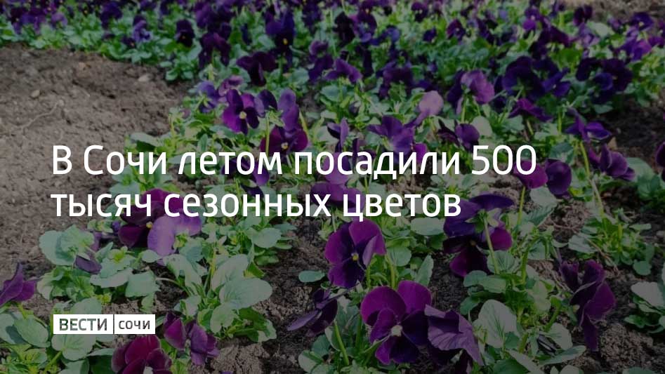 На курорте также посажено более четырех тысяч деревьев и кустов, а на туристических маршрутах появилось свыше 500 пальм высотой от трех до восьми метров. Как рассказали в администрации Сочи, 80 из них находятся на улице Навагинской.  На посадку растений и благоустройство парков и скверов на курорте в 2024 году направили 540 миллионов рублей, полученных от курортного сбора в прошлом году. В частности, средства были вложены в установку элементов декора и световых конструкций на турмаршрутах во всех районах Сочи.  Кроме того, на пляжах установили более 100 видеокамер. Еще столько же оборудуют до конца 2024 года. На деньги, которые были получены от курортного сбора, также будут благоустроены скверы "Комсомольский" и "Дружба народов" на улице Карла Маркса.