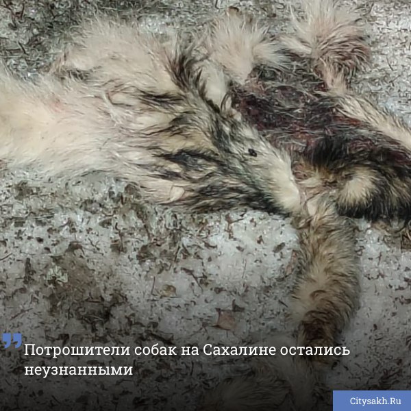В апреле 2025 года сахалинцев шокировала находка выпотрошенных собачьих туш, валяющихся на трассе между Южно-Сахалинском и селом Охотское. Редакция Citysakh.ru обратилась в УМВД России по Сахалинской области с вопросом о результатах расследования.