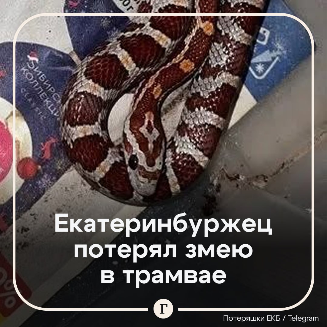 Россиянин потерял змею в общественном транспорте Житель Екатеринбурга обратился в местную группу с просьбой помочь найти маисового полоза Он рассказал что приобрел красную крысиную змею в зоомагазине спрятал ее под куртку чтобы она не замерзла и поехал домой на трамвае Пропажу он обнаружил уже после того как вышел из транспорта Змея неядовитая и еще совсем маленькая всего 45 сантиметров Мой страшный сон Бедная змейка