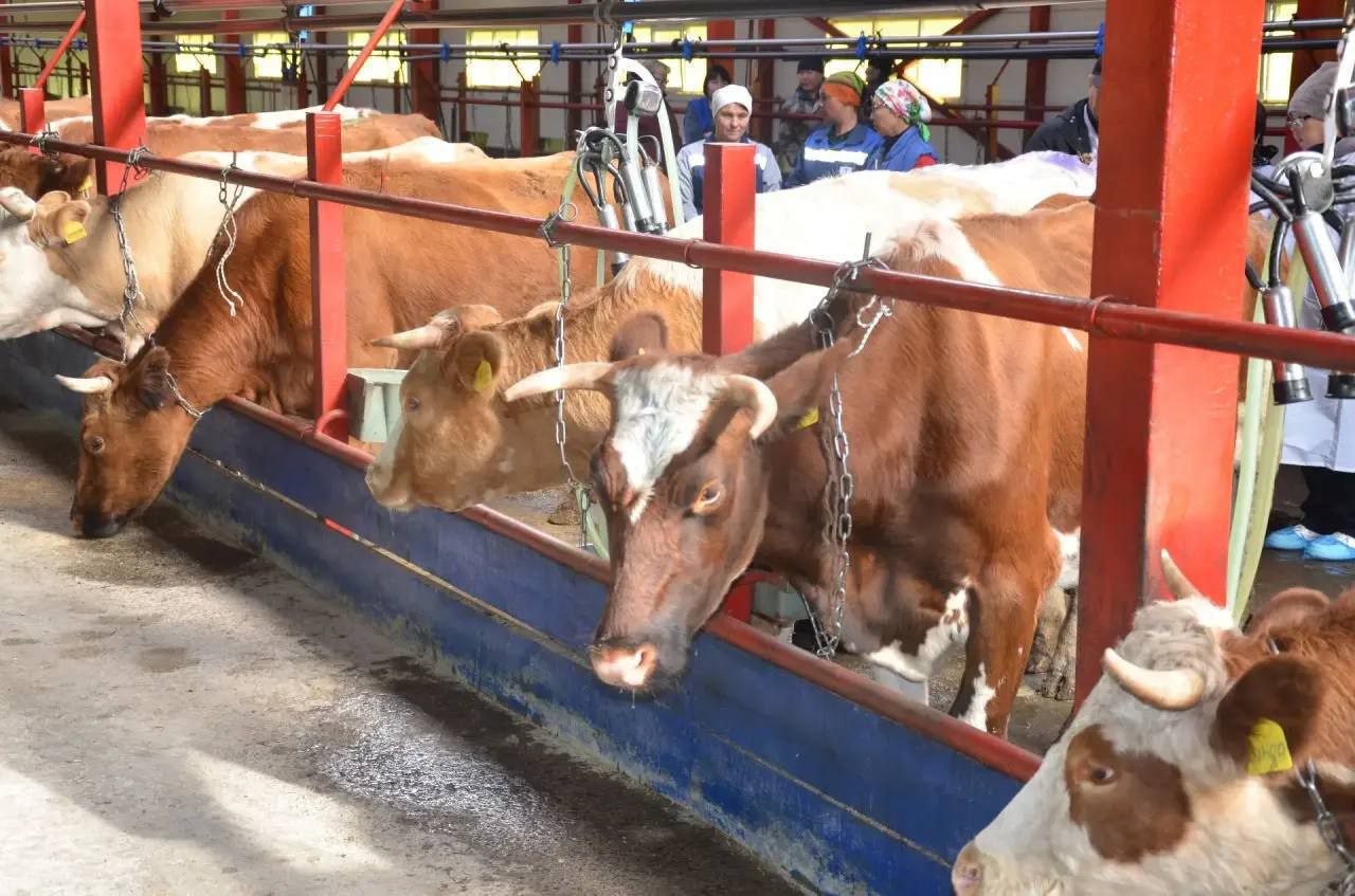 В двух хозяйствах Онгудайского района сёлах Бичикту Боом и Каракол выявлен пастереллёз у крупного рогатого скота Решением республиканской противоэпизоотической комиссии и соответствующими приказами Минсельхоза Республики Алтай на этих территориях приняты ограничительные меры чтобы локализировать очаги заболевания Во всем муниципалитете объявлен карантин по пастереллёзу Это значит что ввоз и вывоз сельхозживотных а также кормов молока и молочной продукции с территории Онгудайского района временно ограничивается Также здесь введен временный запрет на охоту Ветслужбы уже начали проводить ветеринарно профилактические мероприятия В усиленном режиме проводится осмотр животных а также запланирована дополнительная вакцинация КРС и МРС Собственникам хозяйств рекомендовано перевести скот на стойловое содержание сообщил председатель правительства РА Александр Прокопьев