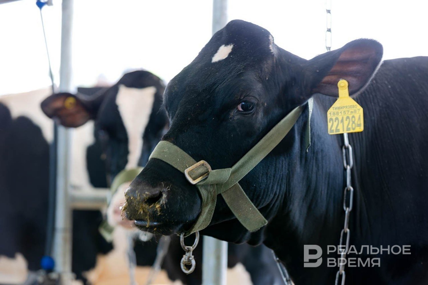 В Татарстане сняли карантин по бешенству животных в двух районах Ограничения сняли в Заинском и Сармановском районах rv shorts