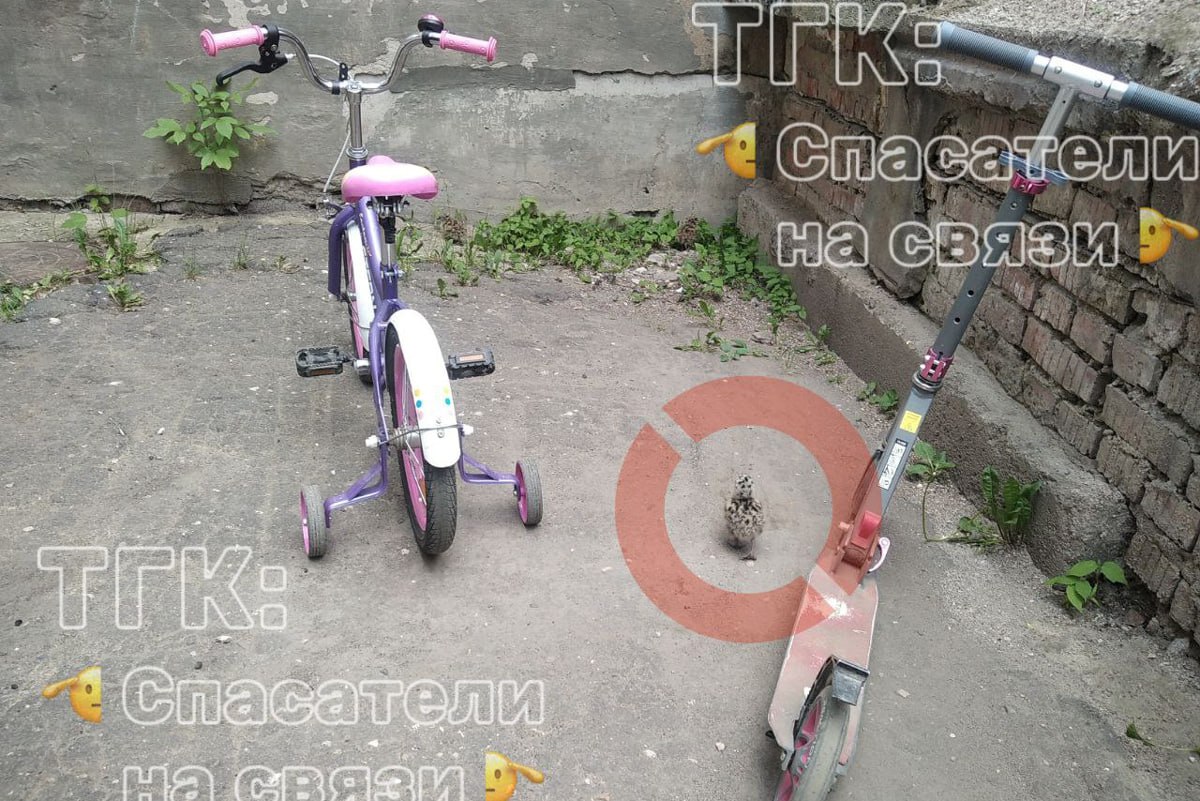 В Вологде чайки «терроризируют» детей и воспитателей детских садов Сотрудники и воспитанники детского сада №33 «Колосок» пострадали от агрессии озабоченных родителями чаек. Об этом сообщили в спасательной службе Вологды. Наступил сезон, когда подросшие птенцы чаек, еще не научившиеся летать, начали покидать гнезда. Родители птенцов пытаются защитить их от возможной опасности. «Мы оперативно поймали трех маленьких нарушителей спокойствия и отправили подальше от людского жилья — на ближайший водоем. Там молодые птицы сразу и плавать научатся, и летать. Причины ежегодного выбора крыш детских учреждений для устройства гнезд остаются тайной, но такие истории повторяются регулярно», - пишет телеграм-канал «Спасатели на связи».