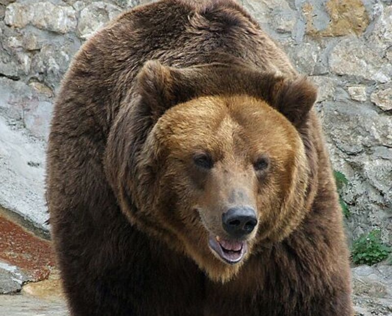 Медведь в Братском районе напал на скотину и ранил пастуха  В селе Покосное Братского района медведь напал на поросёнка и ранил пастуха. Об этом сообщает пресс-служба ГУ МВД России по Иркутской области.  Инцидент произошёл в полукилометре от села. На визг поросёнка сбежались местные жители и попытались спугнуть хищника. Однако медведь напал на сельского пастуха, нанёс ему травму ноги и только после этого сбежал в лес.  Сотрудники полиции и охотоведы патрулируют территорию. Местных жителей просят быть бдительными и при обнаружении зверя не пытаться к ним приблизиться, а сразу звонить в полицию.   #иркутск