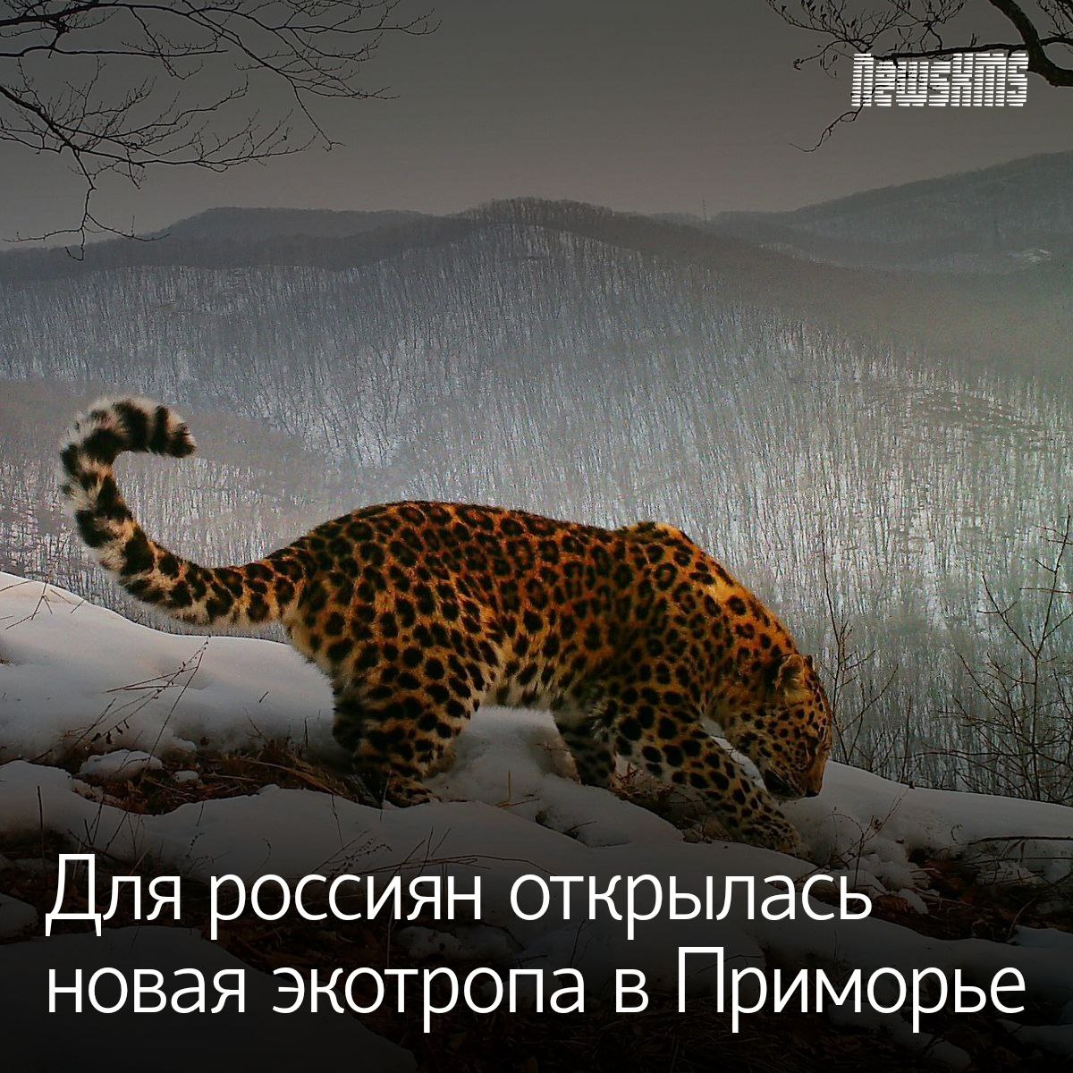 Уникальный маршрут длиной 485 метров в национальном парке «Земля леопарда» появился благодаря поддержке ВТБ. По экотропе «Кравцовские водопады» теперь можно добраться до ранее недоступных водопадов «Дикая пасть» и «Ступенчатый». По пути — зоны отдыха, родник и инфостенды о флоре, фауне и истории края. Тропа построена с заботой о природе: деревянный настил минимизирует нагрузку на охранную зону и запускает процесс восстановления экосистемы. , чтобы природа России только приумножалась