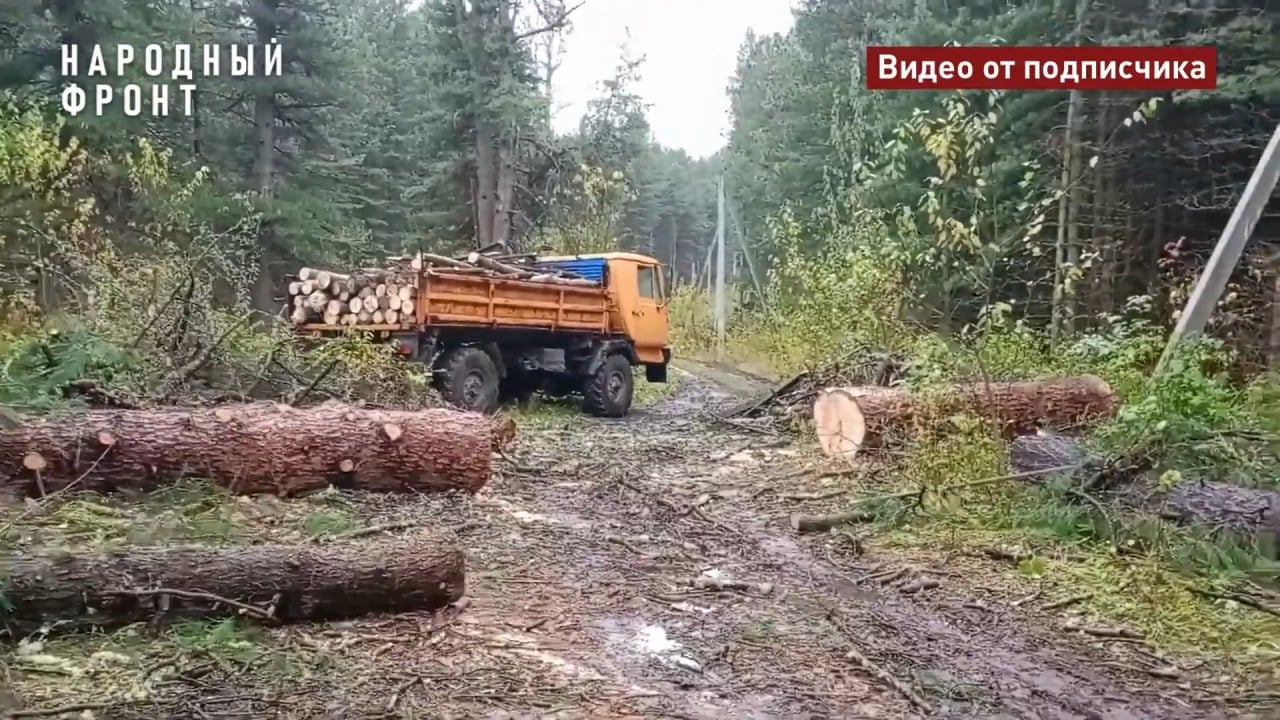 После сигнала Народного фронта о вырубке деревьев в кедровнике в деревне Некрасово полиция возбудила уголовное дело. Ущерб превысил 3,5 миллиона   Этой осенью в деревне Некрасово Томского района в припоселковом кедровнике спилили десятки кедров. Местные чиновники перевели несколько участков кедрача в частную собственность. Частники эту территорию огородили забором, начали готовить к застройке и рубить лес.   По обращению Народного фронта в кедраче провели проверку областной департамент лесного хозяйства, Томское лесничество, полиция и прокуратура. Установлены незаконные рубки лесных насаждений на земельных участках, относящихся к землям лесного фонда. Возбуждено уголовное дело. Сумма ущерба составила 3 млн 575 тыс. рублей.        Также в ответе департамента говорится, что еще в 2013 году местные власти утвердили генплан Богашевского сельского поселения. В результате без согласования с Рослесхозом в состав земель населенного пункта вошло сразу 115  !  земельных участков, которые ранее относились к лесному фонду.   Народный фронт просит прокуратуру оценить законность исключения земельных участков, которые переданы чиновниками в частную собственность, из земель гослесфонда.  Также мы просим губернатора Владимира Мазура дать поручение профильному департаменту провести анализ правового статуса всех припоселковых кедровников в Томской области. Нужно определить их границы, назначить ответственных за сохранение и содержание, чтобы не допускать подобных ситуаций впредь.   #НародныйФронт #ТомскаяОбласть #ПрямаяЛиния #Экология