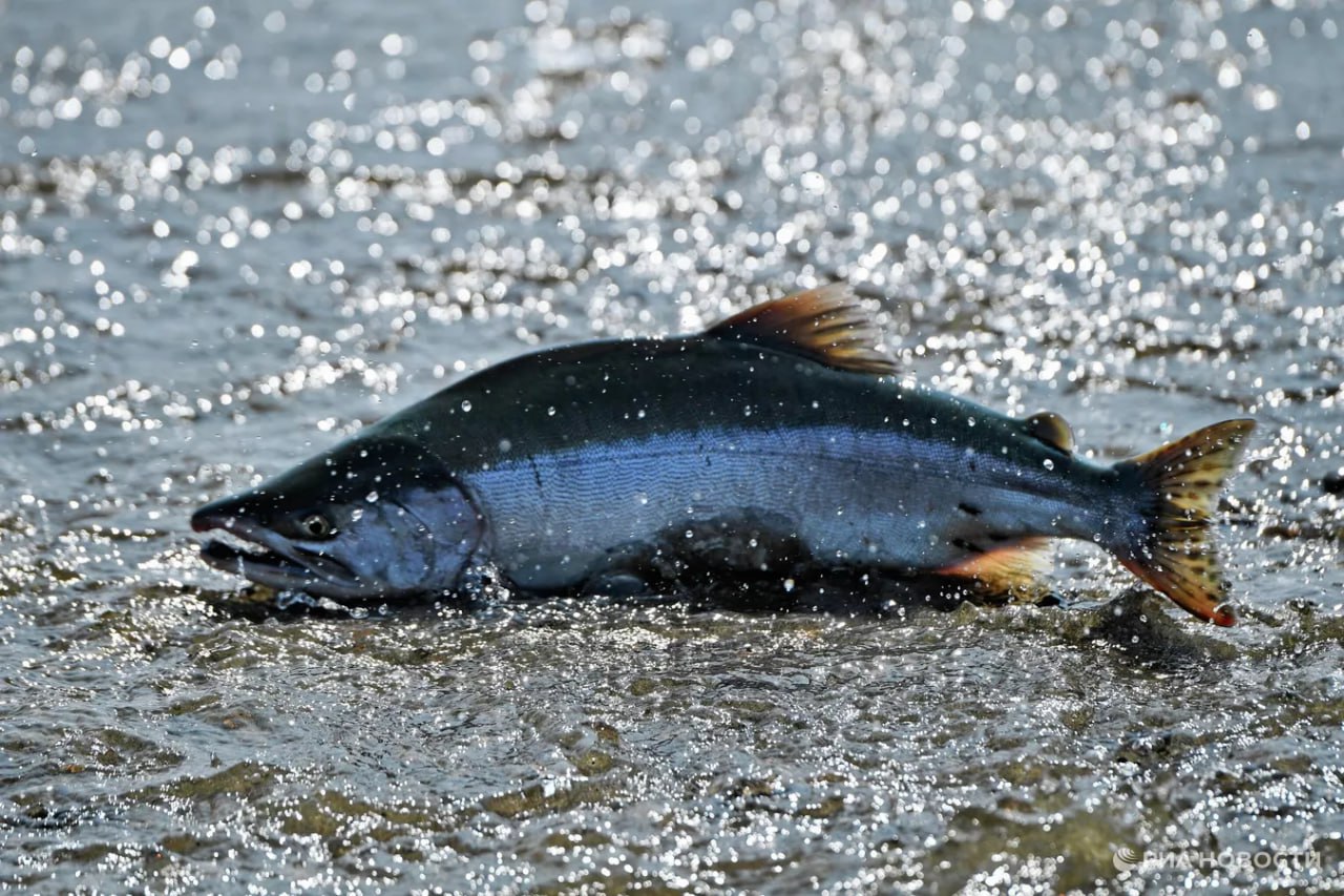 Росрыболовство рассматривает возможность ввести ограничение вылова лосося на Сахалине из за плохой путины второй год подряд заявил РИА Новости глава ведомства Илья Шестаков Он добавил что эта мера поможет нересту Путина этого года показала что ситуация достаточно плохая и в первую очередь из за климатических факторов Подписаться на РИА Новости экономика Все наши каналы