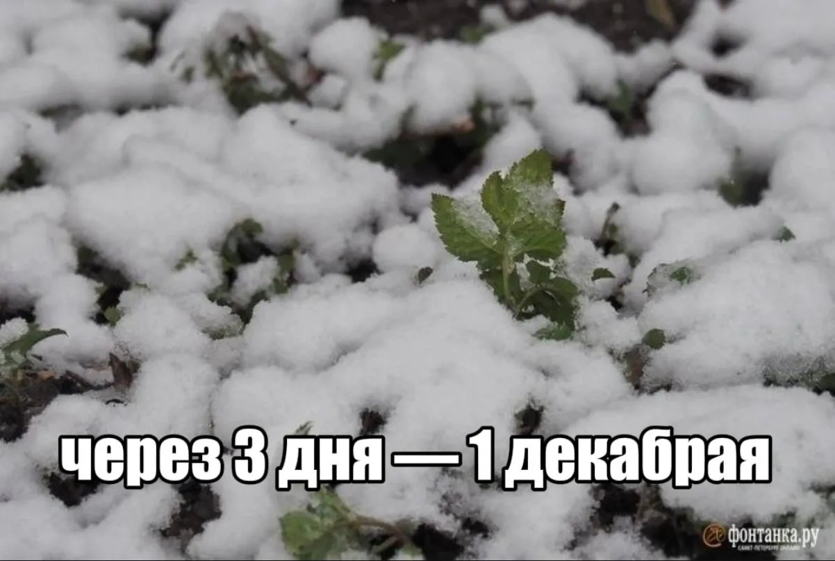 88 месячной нормы осадков получил Петербург за три дня Несмотря на то что с 25 апреля дождь переходил в снег а снег в снегодождь утром 27 апреля ни одна из городских метеостанций не зафиксировала снежного покрова Весна оказалась сильней У Ленобласти показатели другие в Шлиссельбурге за два с половиной дня выпало почти 130 месячной нормы осадков Высота снежного покрова в Сосново составила 21 см в Воейково 19 см в Кингисеппе и Гатчине 9 см Telegram Все каналы Фонтанки Max