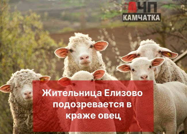 "ЧП Камчатка" стало известно, что на участок 55-летней жительницы Елизово ночью забрались четыре овцы, принадлежащие ее соседу. Женщина приманила скот в загон и закрыла, оставив его у себя.   Позже мужчина обнаружил пропажу овец и позвонил в полицию.  Ущерб составил 100 000 рублей.  Возбуждено уголовное дело. Женщине грозит до пяти лет лишения свободы. Сейчас она находится под подпиской о невыезде.