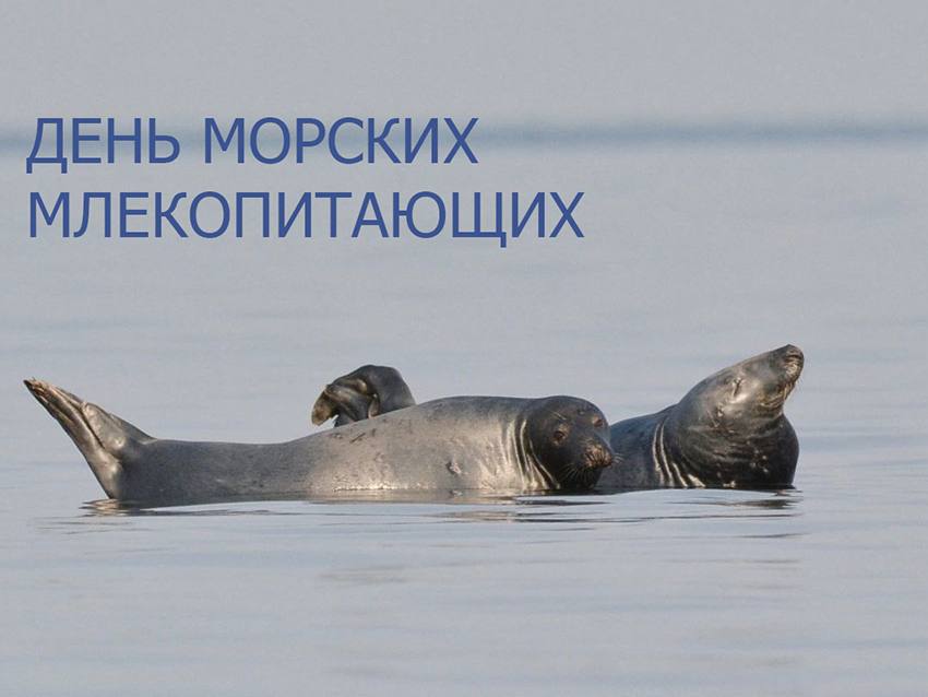 Ежегодно 19 февраля отмечается Всемирный день защиты морских млекопитающих Этот день празднуется с 1986 года когда Международная китобойная комиссия ввела запрет на китовый промысел Моря и океаны Земли были освоены морскими млекопитающими задолго до появления человека История китов началась в эоценовую эпоху около 55 миллионов лет назад Их эволюция проходила быстрыми темпами уже 40 миллионов лет назад появились современные подотряды зубатые и усатые киты Вероятно на этот процесс повлияли изменения климата уровень Мирового океана понизился образовались новые холодные течения а в Южном полушарии начался формироваться ледяной покров В это время киты начали активно осваивать открытые океаны учиться глубоко нырять и долго оставаться под водой В 2020 году распоряжением Минприроды России охотоморская популяция серого кита была внесена в Перечень редких и находящихся под угрозой исчезновения объектов животного мира требующих принятия первоочередных мер по восстановлению и реинтродукции федерального проекта Сохранение биоразнообразия и развитие экологического туризма национального проекта Экологическое благополучие созданного по поручению Президента Российской Федерации В В Путина В Сахалинской области пройдет ряд мероприятий посвященных Дню Кита Так экологический клуб Родник проводит ежегодный конкурс снежных фигур морских млекопитающих в этом году он проходит в онлайн формате А Сахалинская областная универсальная научная библиотека 21 февраля проводит большой фестиваль Почему мир на китах держится
