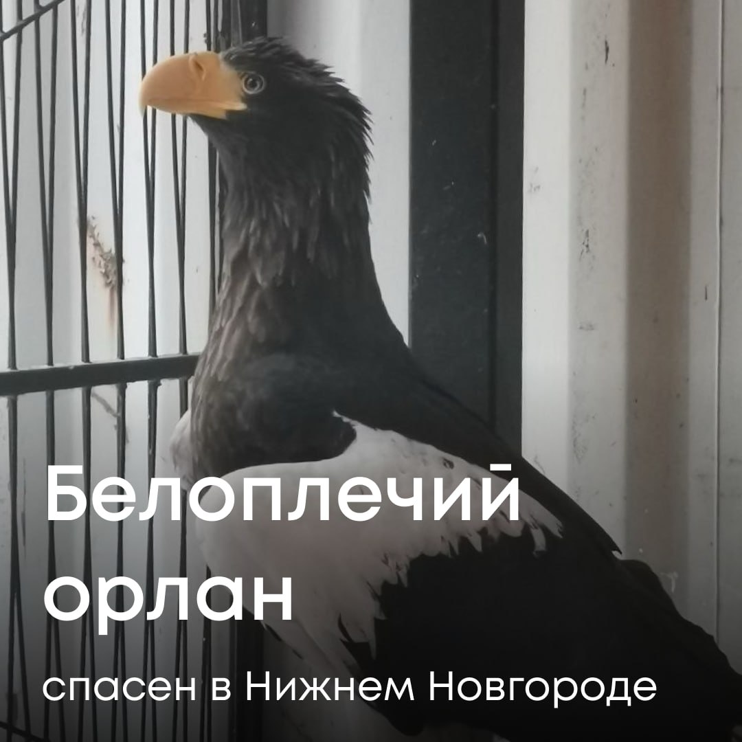 В Нижнем Новгороде спасли редкую птицу белоплечего орлана занесенного в Красную книгу России Для сохранения его жизни Росприроднадзор выдал разрешение на изъятие из естественной среды обитания Птицу обнаружили сотрудники зоопарка Лимпопо на автомобильной стоянке Орлан был оставлен неизвестными в синтетическом мешке и нуждался в срочной помощи Сейчас птица находится на карантине в зоопарке В ходе ветеринарного осмотра установлено что орлану три года у него выявлены травма крыла и истощение Краснокнижнику оказывают необходимую ветеринарную помощь После его выздоровления будет принято решение о дальнейшей судьбе птицы и возможности выпуска в естественную среду обитания Подписывайтесь на Росприроднадзор в МАХ