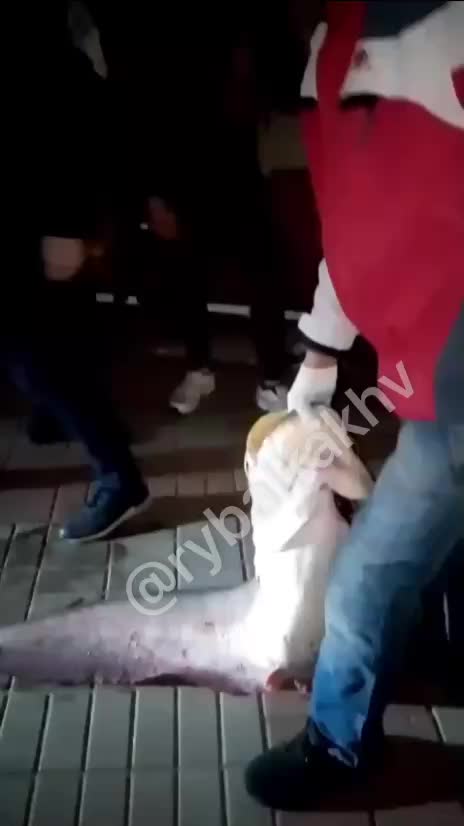 Мозырянин Федор Потешкин поймал и отпустил двухметрового сома на Припяти