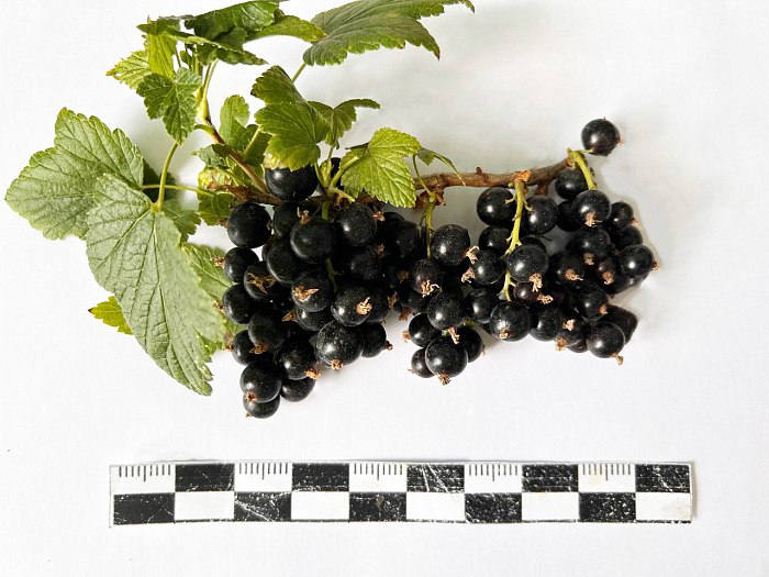 В Бурятии вывели новый сорт смородины с рекордным содержанием витамина С Ученые Бурятской государственной сельскохозяйственной академии вывели новый сорт черной смородины Байкальское чудо с рекордным содержанием витамина С и высокой урожайностью Исследования стартовали еще в 2019 году сейчас сорт передан на государственное сортоиспытание Урожайность нового сорта составляет 5 5 кг с куста или 121 ц га Масса ягод достигает 4 граммов что является высоким показателем для черной смородины Также сорт хорошо переносит суровые зимы с малым количеством снега летнюю засуху ежегодно дает стабильный урожай и устойчив к вредителям и болезням рассказывает заведующая научно производственной лабораторией садоводства и питомниководства Наталья Васильева Биохимический анализ показал что ягоды содержат 248 мг витамина С и 12 6 сахаров при кислотности 1 10 на 100 граммов По основным показателям качества сорт превосходит районированный для Восточной Сибири сорт Воронинская в котором содержится 99 8 мг витамина C на 100 грамм Новости Бурятии