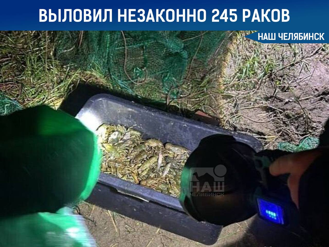 Челябинец пойман с 245 раками На берегу озера Смолино полицейские задержали жителя Челябинска, который незаконно выловил 245 раков для продажи. Ущерб от его действий составил более 56 тысяч рублей. Мужчина использовал раколовки и планировал реализовать улов. Полицейские изъяли лодку, мотор и снасти, а раков вернули обратно в озеро. В настоящее время решается вопрос о возбуждении уголовного дела. Подписаться на «Наш Челябинск»