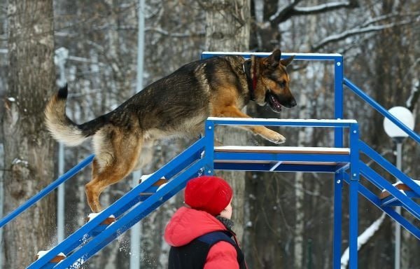 Росстандарт утвердил требования к обустройству мест выгула собак ГОСТ вступит в силу 1 апреля 2026 года Документ устанавливает принципы размещения проектирования и содержания инфраструктуры игровых дрессировочных гигиенических и прогулочных зон Минимальная площадь игровой площадки должна составлять 200 квадратных метров а дрессировочной 1 5 тысячи Их ограждение не может быть в высоту менее двух метров Также документ устанавливает требования к освещению зонированию установке препятствий для дрессировки собак Подписаться на Говорит Москва Telegram VK MAX