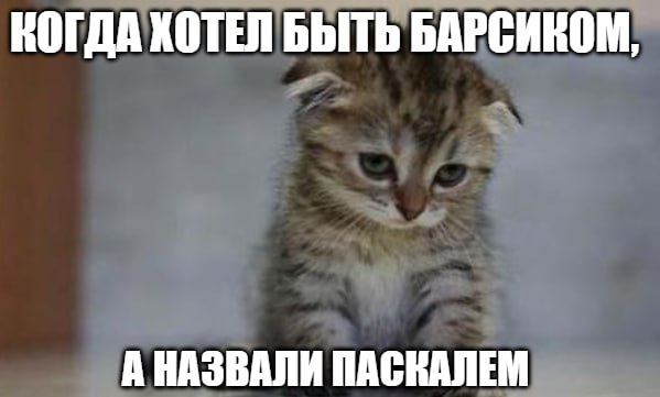 Самые редкие клички животных назвали ветеринары Наиболее редко в Москве кошкам дают следующие клички Делориан Лакшми Зимбабве Обсидиан Мотилиум что Паскаль Наполеон Персей Бамбуля и Василек Впрочем в этот список также попали Степашка и Виталик рассказали московские ветеринары В то же время наибольшей популярностью у владельцев кошек в столице продолжают пользоваться традиционные клички Муся Пушок и Барсик Владельцы собак же часто дают питомцам зарубежные клички Джек Тайсон и Ричард А как зовут ваших питомцев Расскажите о них в комментариях Обмениваться фото с тезками не возбраняется Подпишитесь на Абзац TG VK Дзен MAX Rutube