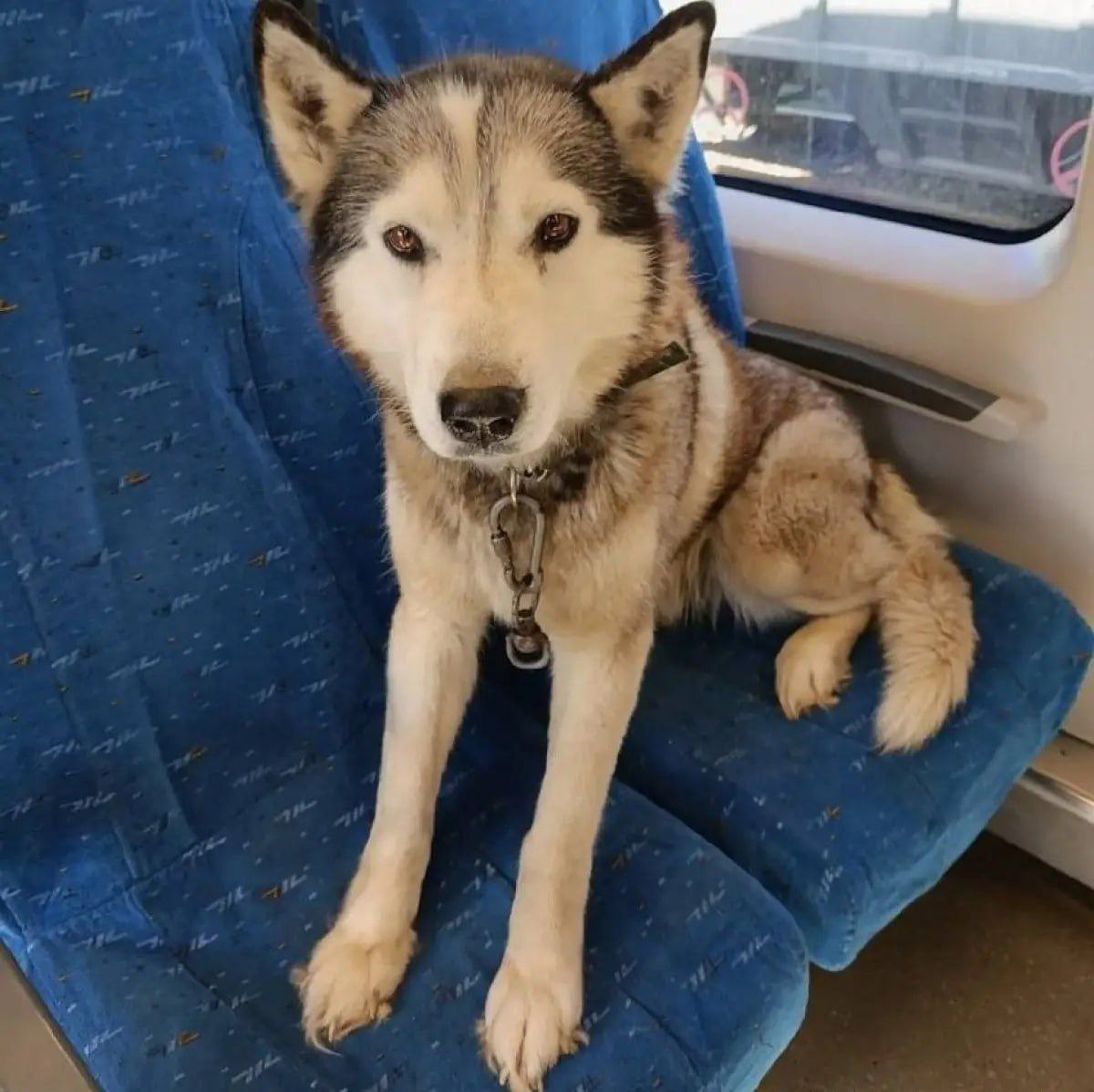 Продолжается обязательная регистрация животных в Новгородской области Процедура обязательной регистрации домашних собак проводится в регионе с сентября 2024 года На сегодняшний день зарегистрировано 3808 собак 21 16 42 кошки и 14 животных иных видов Регистрация способствует повышению уровня ответственности владельцев животных позволяет обеспечивать безопасность населения и вести учет животных находящихся на территории региона Выполнение данной процедуры является обязательным Заявление на регистрацию можно подать через портал госуслуг а также при обращении в районные государственные ветеринарные станции Регистрация животных осуществляется на безвозмездной основе За отсутствие регистрации собаки его владельцу грозит штраф от 1 5 до 3 тыс руб