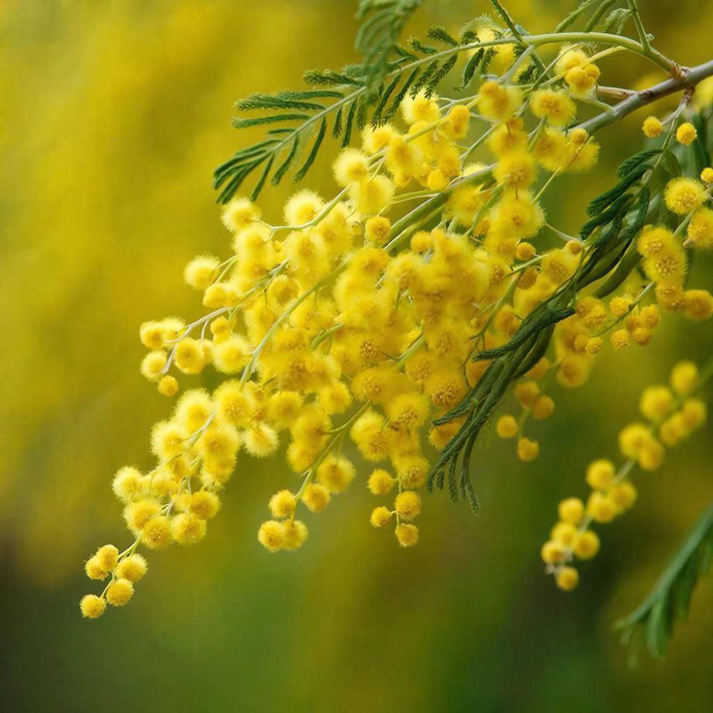 Символ весны в Краснодарский край доставили первую партию мимозы из Абхазии Сочинские таможенники пропустили в регион 120 килограмм цветов Из Сочи их отправят в центральный и другие регионы страны Чтобы как можно дольше сохранить растения их перевозят в закрытом виде При этом поддерживают низкий температурный режим Основные поставки мимозы ожидаются в конце февраля и продлятся до первых чисел марта В 2025 году из Абхазии в Россию ввезли более 400 тонн мимозы сообщили в пресс службе Сочинской таможни Радио 104FМ Новая Россия Мы в МАХ