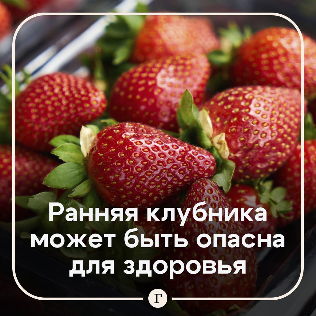 Может быть опасна для здоровья: россиянам не советуют покупать раннюю клубнику. Она может содержать антибиотики, нитраты, пестициды и другие опасные вещества, рассказала «Газете.Ru» врач Ольга Тарасова. «К сожалению, ни по вкусу, ни по внешнему виду разглядеть на прилавке подозрительную клубнику не получится. Но ранняя апрельская клубника с табличкой “Только с грядки” должна однозначно вызвать вопросы», — отметила доктор. По ее словам, последствия от клубники с антибиотиками проявляются не сразу — эффект будет накопительным. «Он сравним с бесконтрольным использованием лекарственных средств. <...> Кроме того, накопление лекарства может вызвать пищевые аллергии разной степени тяжести», — добавила Тарасова. Нитраты приводят к кислородному голоданию, а от пестицидов можно отравиться, добавила врач. Она посоветовала покупать клубнику не раньше июня. Отправьте тому самому любителю ранней клубники