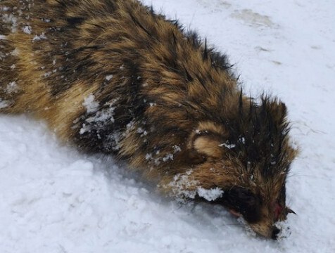 Карантин по бешенству отменен в Калужской области  Карантин по бешенству сняли в Мосальском районе. Он был введен в конце декабря после обнаружения в деревне Почернино трупа енотовидной собаки с этим заболеванием. Об этом сообщил председатель комитета ветеринарии при правительстве Калужской области в официальном аккаунте.