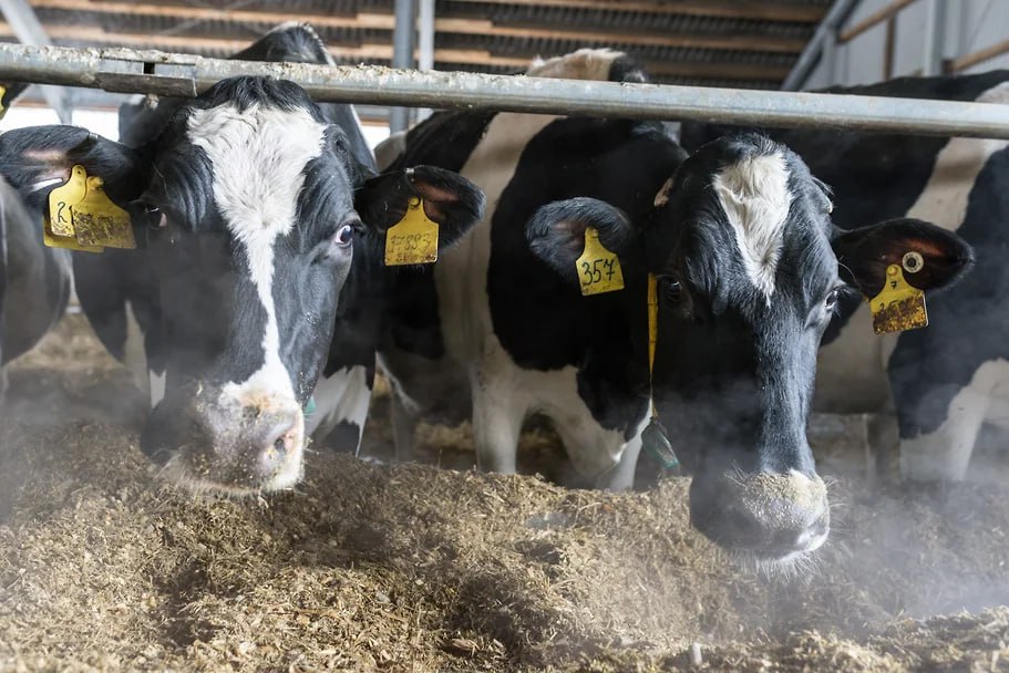 В молочном животноводстве Башкирии используется 37 роботизированных систем из них более 20 начали применяться в прошлом году сообщает министерство сельского хозяйства республики Такие системы говорят в ведомстве активно используют в СПК Красная Башкирия Абзелиловского района племзаводе Урожай Илишевского района СПК имени Салавата Мелеузовского района в хозяйствах Агротех и Мизюк Иглинского района фермерском хозяйстве Уязы Туймазинского района В этом году производители планируют ввести в эксплуатацию еще более 20 роботизированных систем Фото Олег Харсеев Коммерсантъ Подписывайтесь на Ъ Уфа Оставляйте бусты