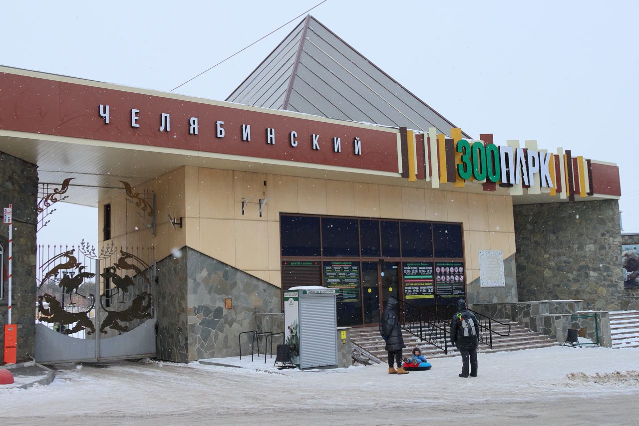 Коллекция челябинского зоопарка пополнилась новой самкой снежного барса Челябинский зоопарк участвует в программе по сохранению и воспроизводству редких видов животных В её рамках создаются репродуктивные пары зверей занесённых в красную книгу Ранее в челябинском зоопарке проживала пара снежных барсов Ермак и Серебряна При этом самка находилась по договору временного содержания Но к сожалению с рождением котят у пары не сложилось и Серебряну было решено передать в зоопарк Новосибирска Сегодня же в столицу Южного Урала прибыла другая самка ирбиса Привезли её из Москвы В Росприроднадзоре надеются что в этот раз удастся создать устойчивую репродуктивную пару для сохранения популяции снежного барса Сохранение жизни редких животных и поддержание биологического разнообразия находятся на особом контроле Управления добавили в пресс службе ведомства eugenejut