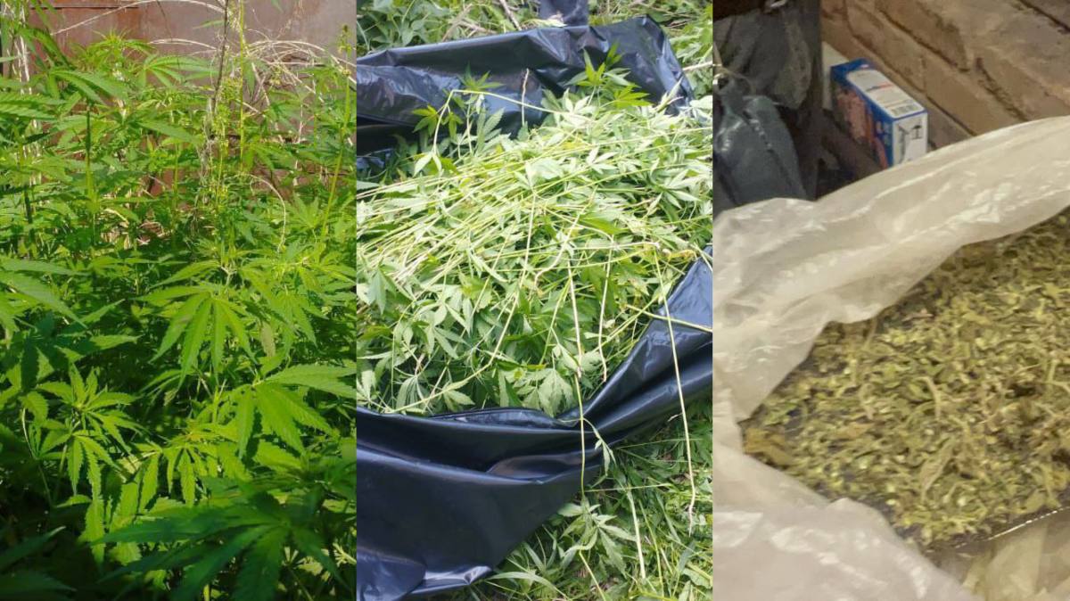 Почти 1000 кустов конопли вырастил у себя в огороде сельчанин в Акмолинской области В Жаксынском районе нашли плантацию конопли, ее обустроил на своем участке 29-летний местный житель. Полицейским пришлось основательно проредить растительность, всего собрали 920 кустов. Также в доме у хозяина огорода нашли около 500 граммов марихуаны. В МВД РК сообщили, что по данному факту возбуждено уголовное дело, назначены необходимые экспертизы. Фото: МВД РК