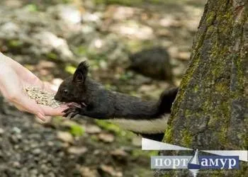 В Благовещенске зафиксировали первый апрельский рекорд Ночь в амурской столице стала самой теплой за всю историю метеонаблюдений сообщил региональный Гидрометцентр Ночь 16 апреля в столице региона стала самой теплой за весь период метеонаблюдений с температурой 6 5 С Прошлый рекорд для этой даты фиксировался в 2015 году когда столбики термометров опустились до 4 8 говорится в сообщении метеослужбы По данным синоптиков в целом прошлой ночью в центральных и южных районах области температуры находились в диапазоне 3 7 6 5 А самую высокую ночную температуру 7 отметили на метеостанции Саскаль в Шимановском округе Фото Порт Амур