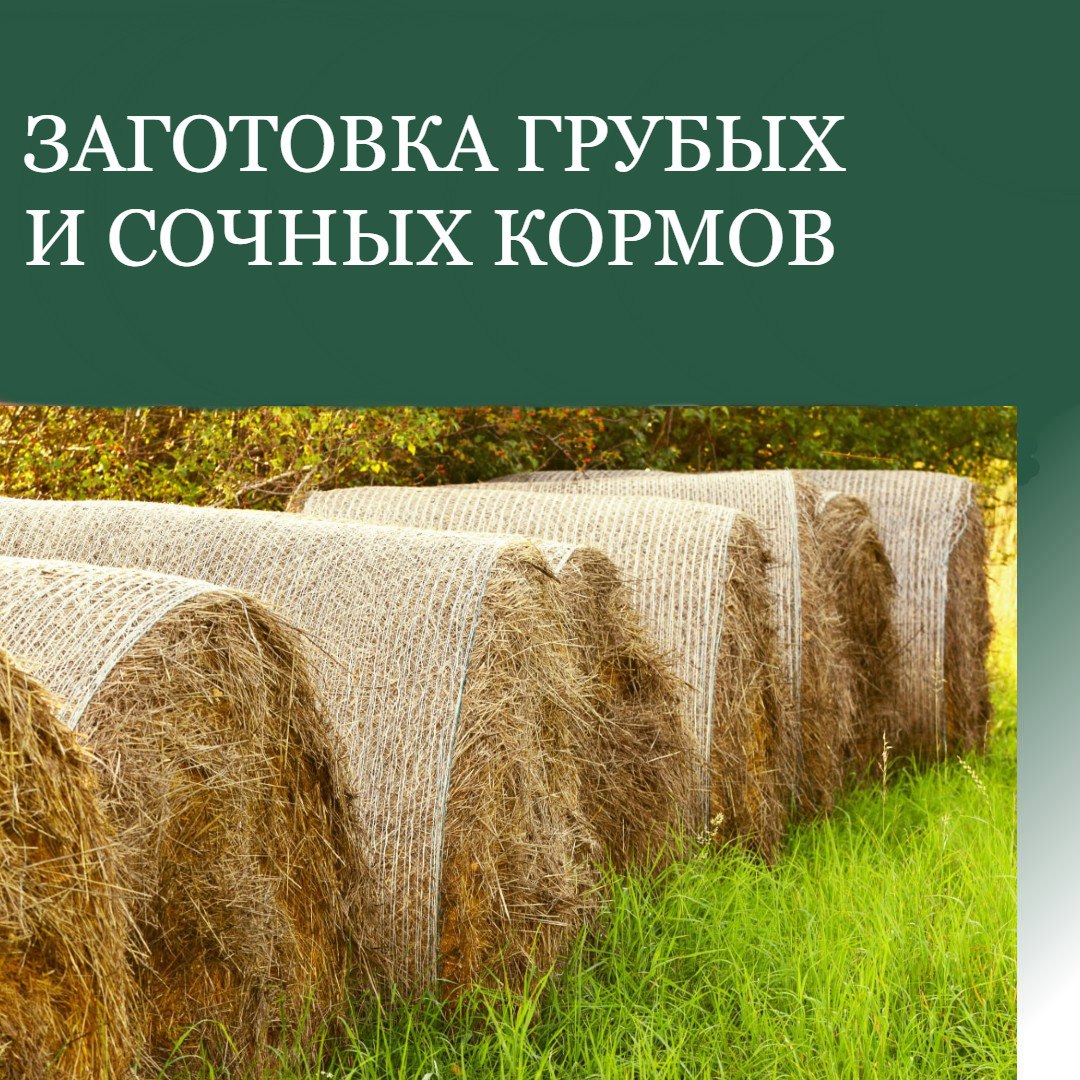В регионе продолжается заготовка грубых и сочных кормов На сегодняшний день в сельхозорганизациях и КФХ заготовлено более 153 тыс. тонн сена. Лидерами по заготовке являются Нововаршавский 102% , Павлоградский 121% , Полтавский 109% , Русско-Полянский 108% , Калачинский 105% , Москаленский 106% , Большереченский 100% , Крутинский 105% , Нижнеомский 102% районы. В личных подсобных хозяйствах заготовлено более 534 тыс. тонн сена. План уже выполнили Нововаршавский, Одесский, Оконешниковский, Павлоградский, Полтавский, Русско-Полянский, Таврический, Черлакский, Щербакульский, Исилькульский, Калачинский, Любинский, Москаленский, Омский, Крутинский, Нижнеомский, Знаменский, Усть-Ишимский районы. Сенажа в СХО и КФХ заготовлено более 494,6 тыс. тонн. Лидерами являются Нововаршавский 110% , Оконешниковский 101% , Павлоградский 116% , Полтавский 170% , Русско-Полянский 105% , Черлакский 120% , Любинский 108% , Марьяновский 108% районы.