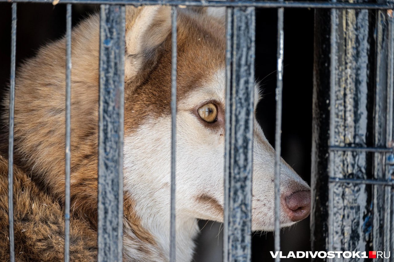 На содержание безнадзорных животных власти Владивостока готовы потратить не больше 8 8 миллиона рублей Под эту категорию попадают те собаки которые из за агрессии к другим животным и людям останутся в приюте до конца своих дней или пока их не заберут домой смельчаки Пока закупка на стадии приема заявок завершится первый этап процедуры 10 февраля определят подрядчика то есть приют для содержания спустя несколько дней Приют должен стоять в отдельном здании со своей территорией нельзя чтобы он был в квартире или отдельных частях административных и жилых зданий От любого производства еды должно быть не менее 150 метров Его территория должна быть огорожена двухметровым забором и зеленью Для вольеров тоже есть критерии например те где собаки содержатся группой обязаны содержать закрытую часть площадью не менее квадратного метра Пол в вольерах для собак должен покрываться древесными опилками или иными безопасными для животных материалами А минимальная площадь для выгула собак должна быть 40 квадратных метров В контракте есть условия посещения приют не может запретить проход потенциальным владельцам и волонтерам Также обязан соблюдать договорную процедуру передачи животных новым владельцам А если у собаки неизлечимое заболевание или травма которая не даст животному восстановиться и приносит страдания приют в праве умертвить его Правда для этого необходимо заключение ветеринара Подписаться в Telegram    Подписаться в MAX