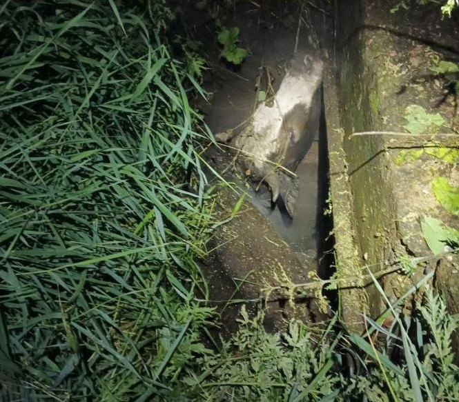 Корова провалилась в выгребную яму в Закаменске Буренка на самовыгуле попала в западню на улице Седлецкого накануне вечером Сейчас ищут ее хозяина сообщили в группе Закамна инфо 24 7 Подписаться на Ариг Ус Продать новость Дать буст Проекты Новости