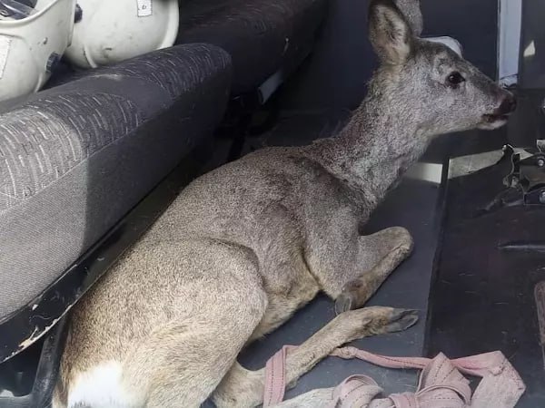 В Миллеровском районе косуля забежала во двор частного дома.  Дикое животное вернулось в свою естественную среду обитания только благодаря усилиям спасателей