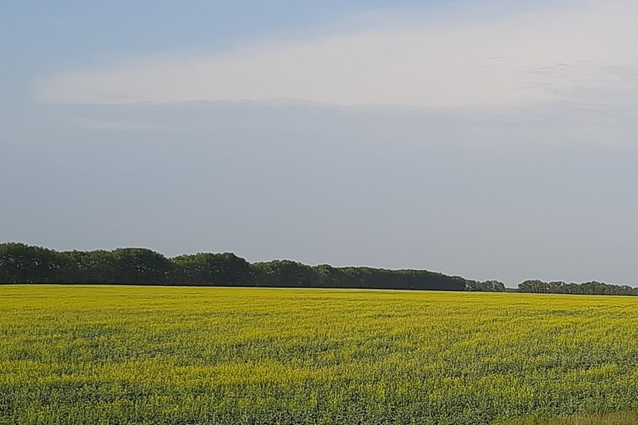 Новосибирская область вошла в Топ 5 производителей рапса Новосибирская область по итогам 2025 года вошла в топ 5 российских регионов по производству рапса продемонстрировав один из самых высоких темпов роста Пятерка лидеров в которую помимо Новосибирской области вошли Алтайский Красноярский Омский и Кемеровский регионы обеспечила 38 7 всего объема производства рапса в России Подробнее читайте по ссылке     INFOPRO54 Фото редакции Infopro54 автор Оксана Мочалова