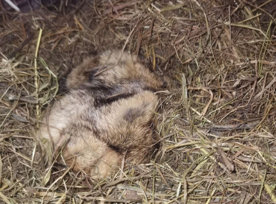 Ох ничего себе День сурка отметили В зоопарке Санкт Петербурга местный сурок не то что выйти к людям а вообще наотрез просыпаться отказался Спит понимаете ли как сурок Зоологи уже прокомментировали что это значит что тепла по их мнению и авторитетному мнению сурка не стоит ждать как минимум до 15 марта Зима будет долгой