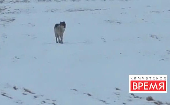 В пригороде Петропавловска сняли зверя, очень похожего на волка  Хищник вышел на поле в восточной части городского округа  Охотники проверят видео, снятое возле микрорайона Заозерного Петропавловска-Камчатского, на котором запечатлен зверь, похожий на волка. Подробности по ссылке: