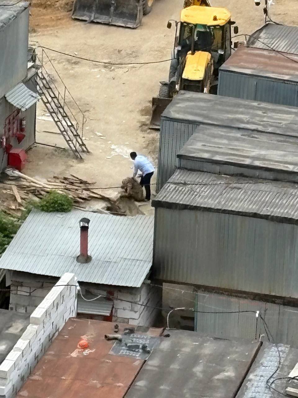 В Красногорске на территории строящегося ЖК прямо под окнами жилого дома у барашка оборвалась жизнь Сообщается, что в Подмосковье подготовлено 12 специализированных площадок, и верующих призывали приносить в жертву животных именно там