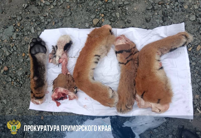 В багажнике найдены части тела краснокнижного животного 24 сентября сотрудники ГИБДД остановили машину на дороге Раздольное Хасан и нашли в багажнике части краснокнижного животного которые предположительно принадлежат тигру По данному факту возбуждено уголовное дело по статье о незаконной добыче и продаже редких диких животных занесённых в Красную книгу России и охраняемых международными договорами Расследование уголовного дела находится на контроле надзорного ведомства Тигры особо охраняемые животные их отстрел и торговля запрещены За уничтожение таких редких видов предусмотрена уголовная ответственность Источник прокуратура dvved