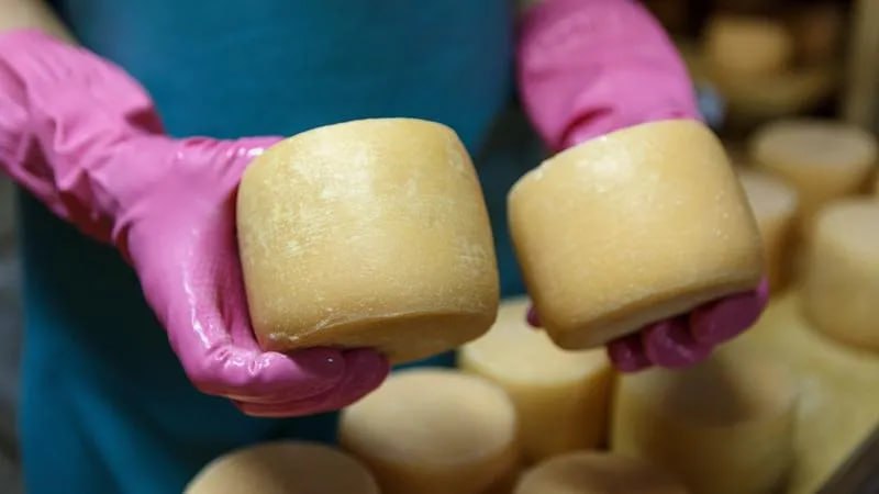 Роскачество обнаружило кишечную палочку в сыре донского производителя Роскачество обнаружило кишечную палочку в сыре донского производителя «Егорлык молоко». Бактерия также была обнаружена в сырах Vitalat, Schonfeld, Treville, «ВкусВилл», Metro Chef и «Городецкая сыроварня». Об этом сообщает ТАСС. Сыр бренда «Егорлык Молоко» производится в станице Егорлыкской Егорлыкского района Ростовской области. Как сообщили ТАСС в организации, несоответствия требованиям санитарных норм, предположительно, могли возникнуть из-за нарушений в торговых сетях. «Присутствие этой условно-патогенной бактерии в сыре недопустимо и говорит о нарушении санитарных норм», – сообщили ТАСС в Роскачестве. В ходе мониторинга специалистами так же были обнаружены проблемы с маркировкой во французском сыре Fromager d’Affinos Excellence, который продавался на развес без указания даты изготовления, срока годности и данных об импортере. В семи образцах не указано использование плесени Geotrichum candidum в составе, хотя ее наличие подтверждено лабораторно. Как рассказали специалисты, это безопасные дрожжи, которые часто используются для изготовления сыров с плесенью. Однако сокрытие информации о составе продукта является нарушением закона. У брендов Schonfeld и Treville также выявлены несоответствия между фактическим и заявленным содержанием белка и жира. Эксперты отметили, что в ходе исследования не было выявлено ни одного образца с признаками фальсификации. Все сыры были приготовлены из настоящего молока, без добавления консервантов и опасных добавок. Подписаться на "Новости Ростова" Прислать новость