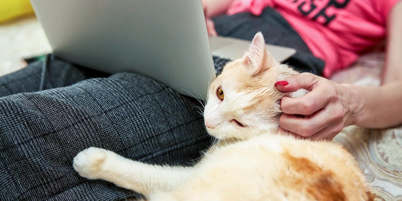 В Москве запустили сервис Моспитомец В нем представлены более тысячи анкет животных из 13 городских приютов Чтобы выбрать четвероногого друга нужно указать тип животного кошка или собака пол возраст размер длину шерсти и окрас Еще один вариант пройти специальный тест и указать предпочтения по тем же критериям На странице каждого питомца опубликованы его фотографии описание внешности и характера а также контакты приюта Чтобы встретиться с понравившимся животным нужно нажать кнопку Записаться и оставить свои данные Затем сотрудник приюта свяжется с заявителем чтобы уточнить день и время визита Больше новостей в Daily News