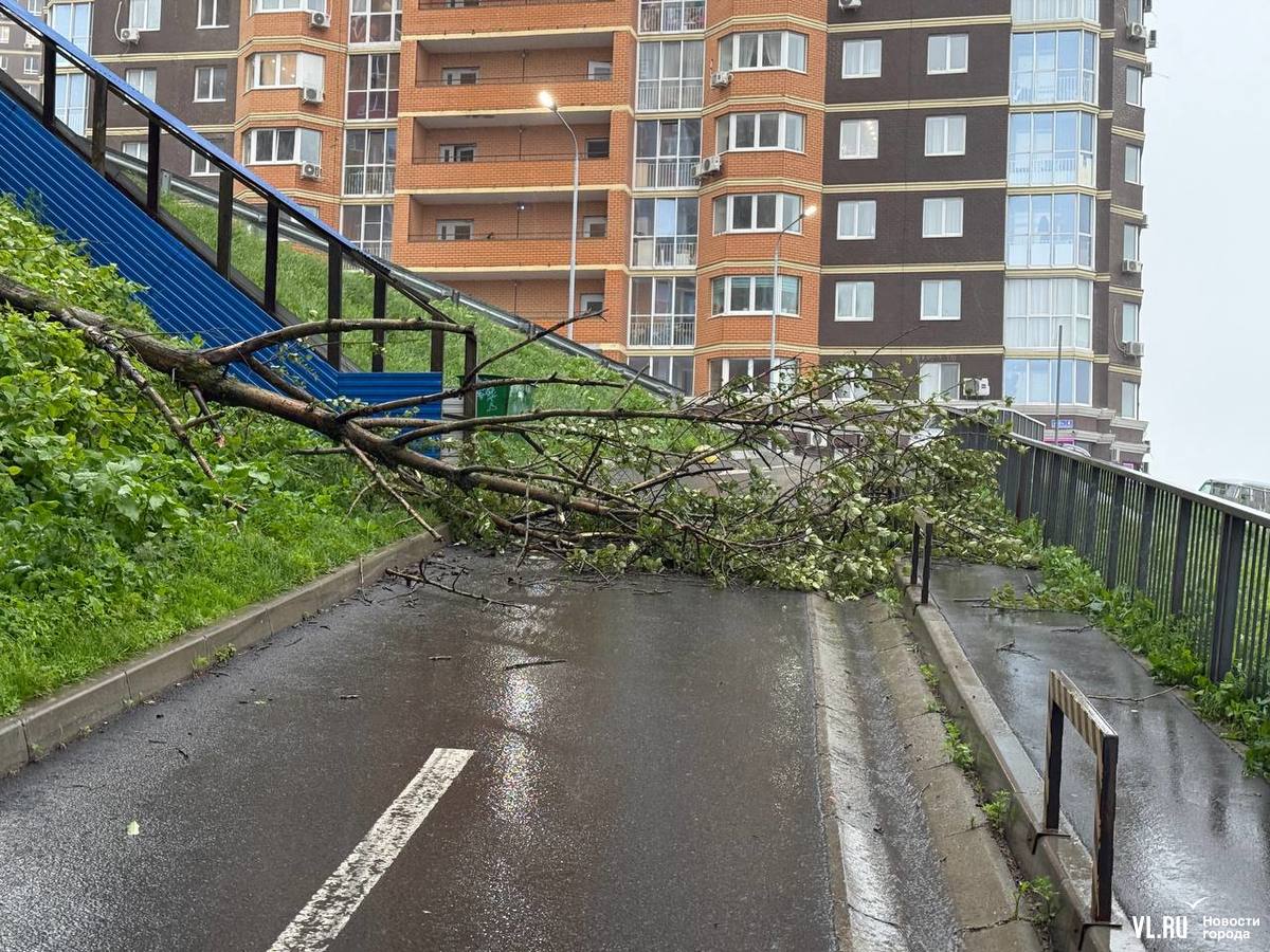 Во Владивостоке возле ЖК «Фрегат-2» из-за сильного ветра и дождя упало дерево и перекрыло один из спусков. Оно перекрыло дорогу не только машинам, но и людям. Из-за этого те, кто поднимается вверх к многоэтажкам, либо перелезают через ветви и листья, либо делают крюк и обходят упавший ствол. Подробнее