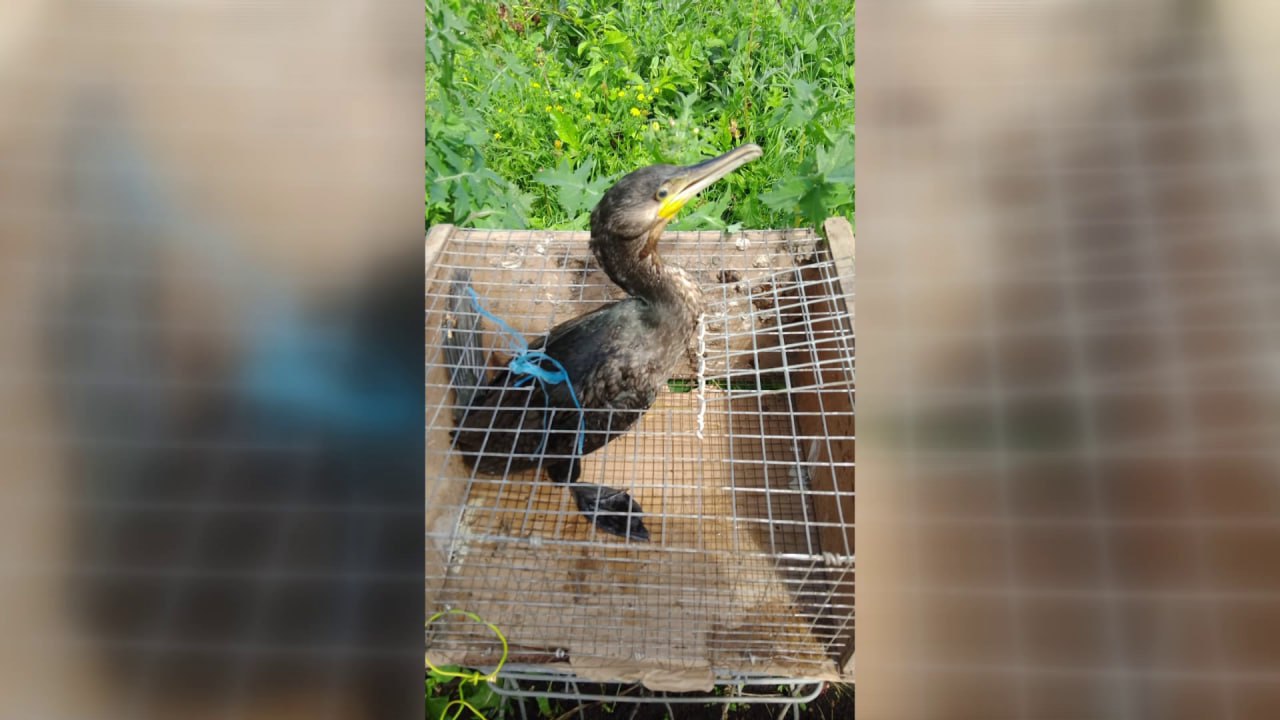 Краснокнижного баклана спасли в Камско-Устьинском районе Редкую птицу обнаружили в деревне Сюкеево. Птенец, который кроме того, что потерялся и остался один будучи необученным самостоятельности, получил травму. Сначала местные жители, которые его нашли, посадили его в клетку и накормили рыбой. Затем к спасению подключились журналисты. Они обратились за консультацией в Комитет республики по биоресурсам. Сейчас к птенцу направлен ветеринар. Его здоровье и дальнейшая судьба находятся под контролем специалистов. -24 Отправить новость