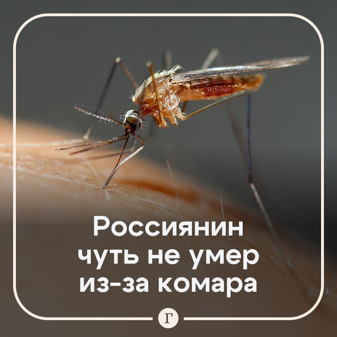 Россиянина экстренно госпитализировали после укуса комара 28 летний житель Подмосковья Евгений отдыхал на Шри Ланке где его укусило кровососущее насекомое Когда он вернулся на родину и сошел с трапа самолета в московском аэропорту ему резко стало плохо У парня повысилась температура до 40 C сильно разболелась голова появился озноб Евгения увезли в инфекционную больницу в тяжелом состоянии у него диагностировали лихорадку Денге утверждают СМИ После курса капельниц больному стало легче сейчас он в порядке восстанавливается в больнице Читайте Газету Ru в MAX