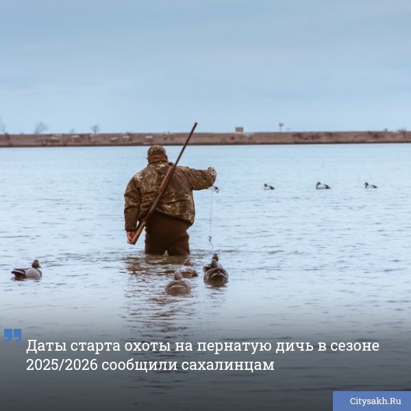 Агентство лесного и охотничьего хозяйства Сахалинской области уведомило островитян о допустимых периодах охоты на пернатую дичь в сезоне 2025/2026.