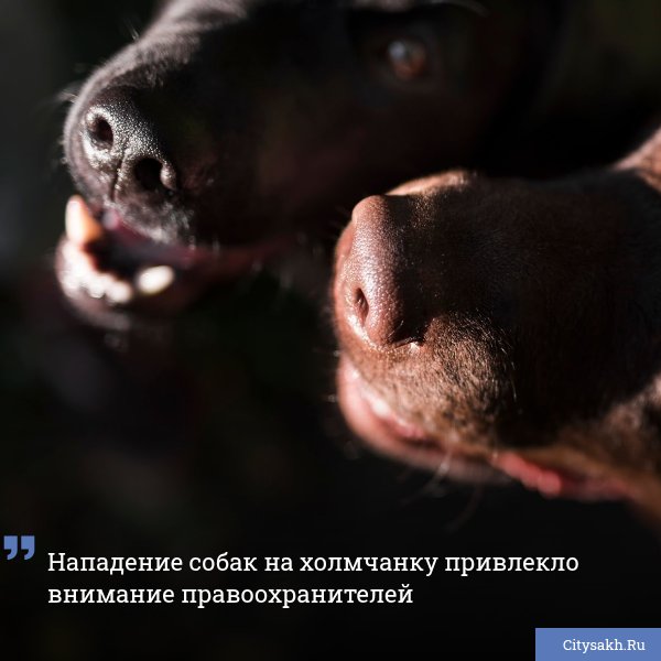 Следственный комитет РФ по Сахалинской области уведомил островитян о возбужденном уголовном деле по факту нападения собак на человека.