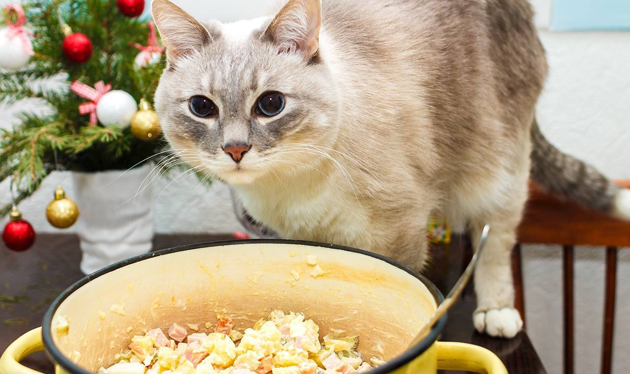 Оливье можно хранить не более трёх часов отмечают диетологи При этом салат без заправок рекомендуется хранить двое суток Необходимо заправлять оливье только перед подачей на стол и только тот размер порции который будет съеден в ближайшее время Будь с нами Хайли Лайкли