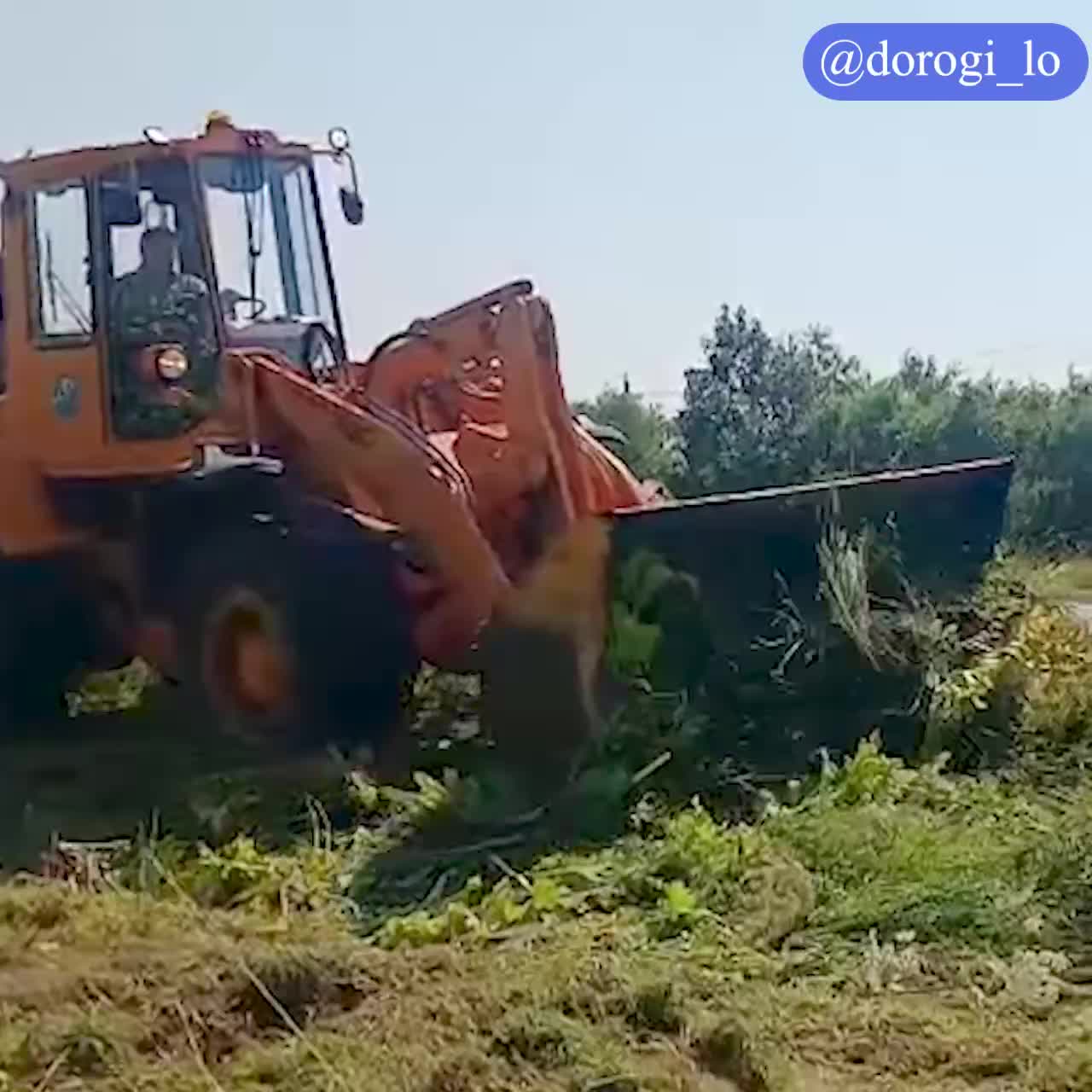 Ленобласть активно борется с борщевиком на дорогах
